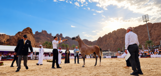 بطولة حائل الدولية: 18 ألف زائر يحيون جمال الخيل العربية في أجواءٍ ساحرة