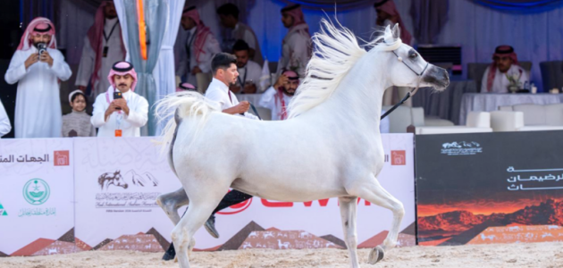 دولية حائل الدولية لجمال الخيل تُسجّل حظراً جماهيرياً: 14,373 زائر يحيّون الأصالة العربية