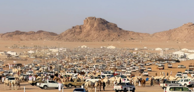 مزاد ضرية للإبل يحقق مبيعاتٍ قياسية: 3.5 مليون ريال في اليومين الأوليين